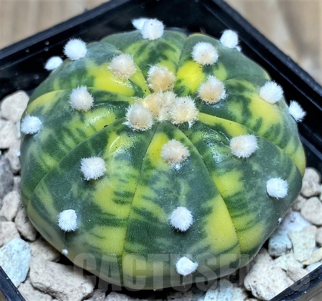 SHPR17662 Astrophytum asterias f. variegata