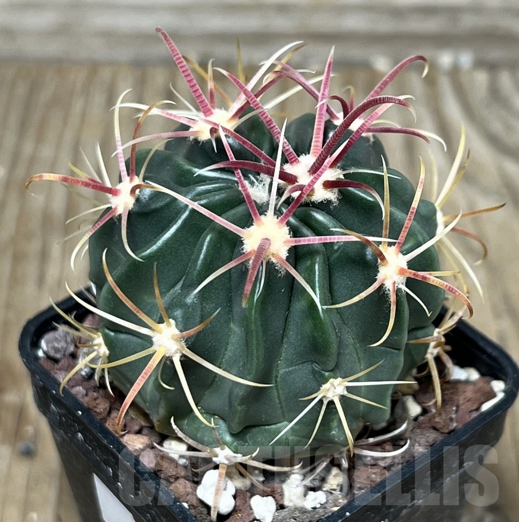 SHPR17927 Ferocactus latispinus