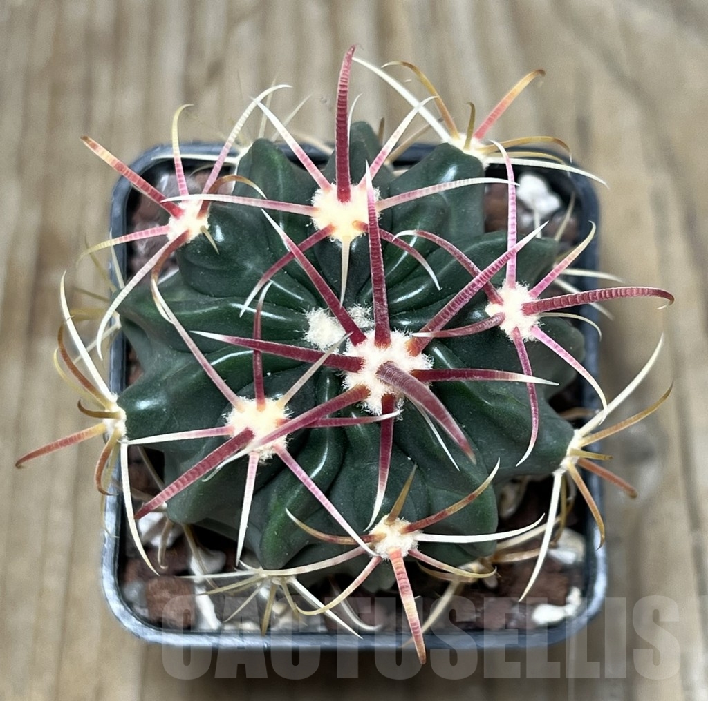 SHPR17927 Ferocactus latispinus – Image 2