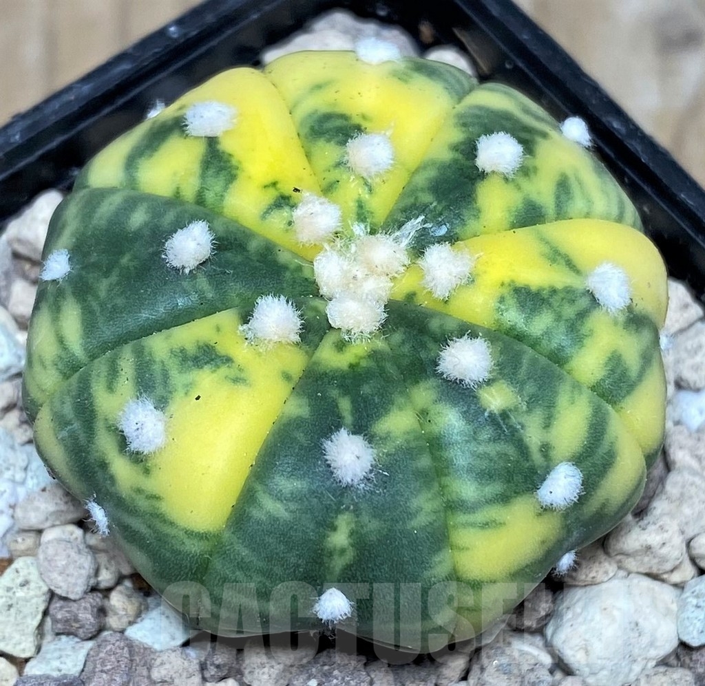 SHPR17664 Astrophytum asterias f. variegata