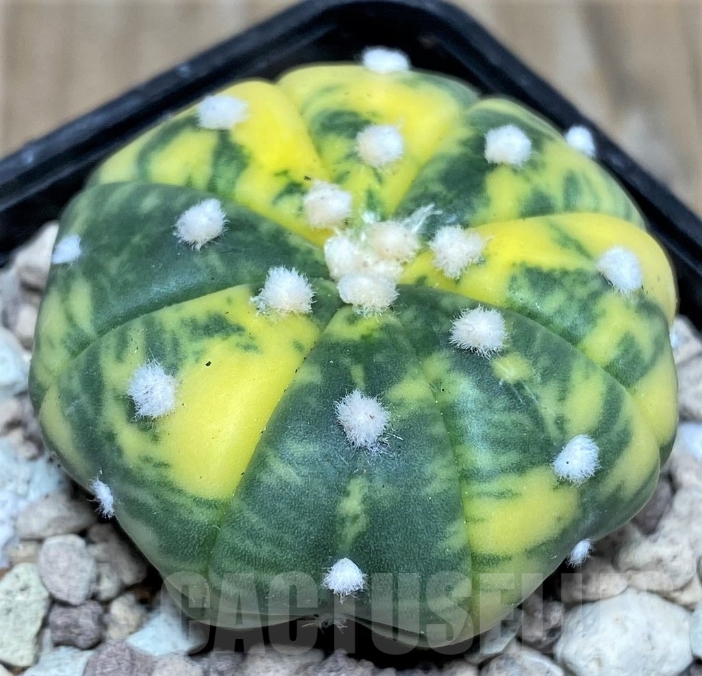 SHPR17664 Astrophytum asterias f. variegata - Image 2