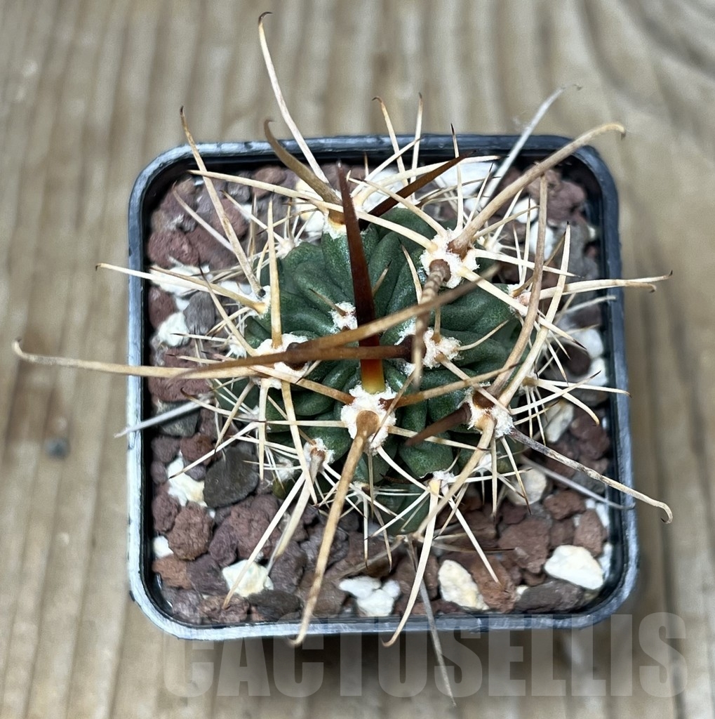 SHPR17928 Lobivia ferox – Image 2