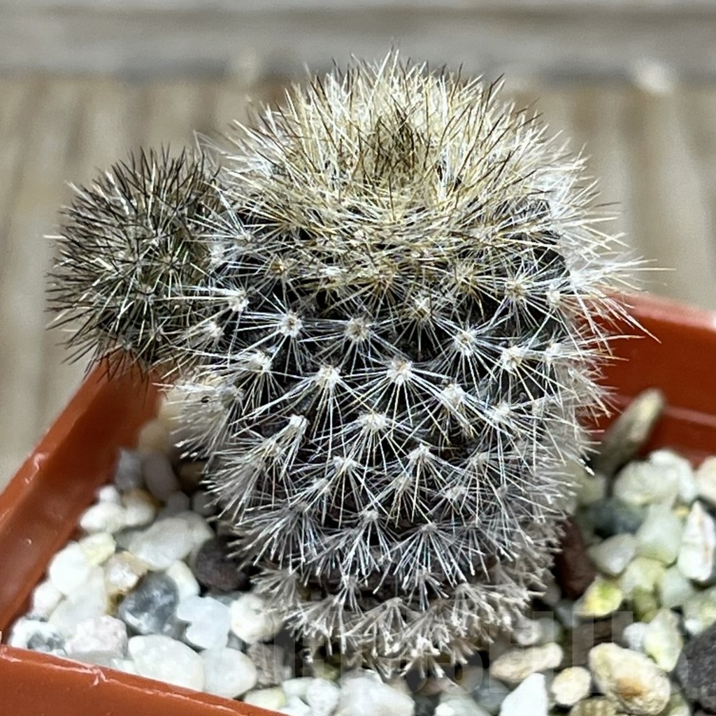 SHPR17929 Eriosyce villosa JA 65