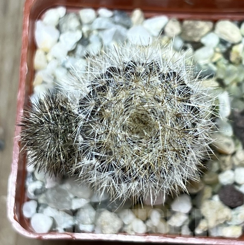 SHPR17929 Eriosyce villosa JA 65 – Image 2