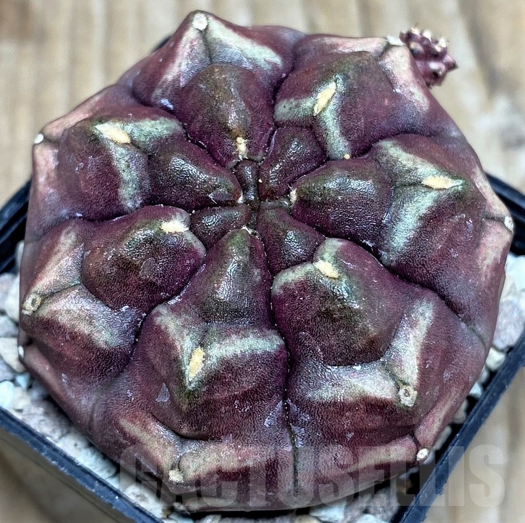 SHPR17670 Gymnocalycium mihanovichii ‘Day dream’