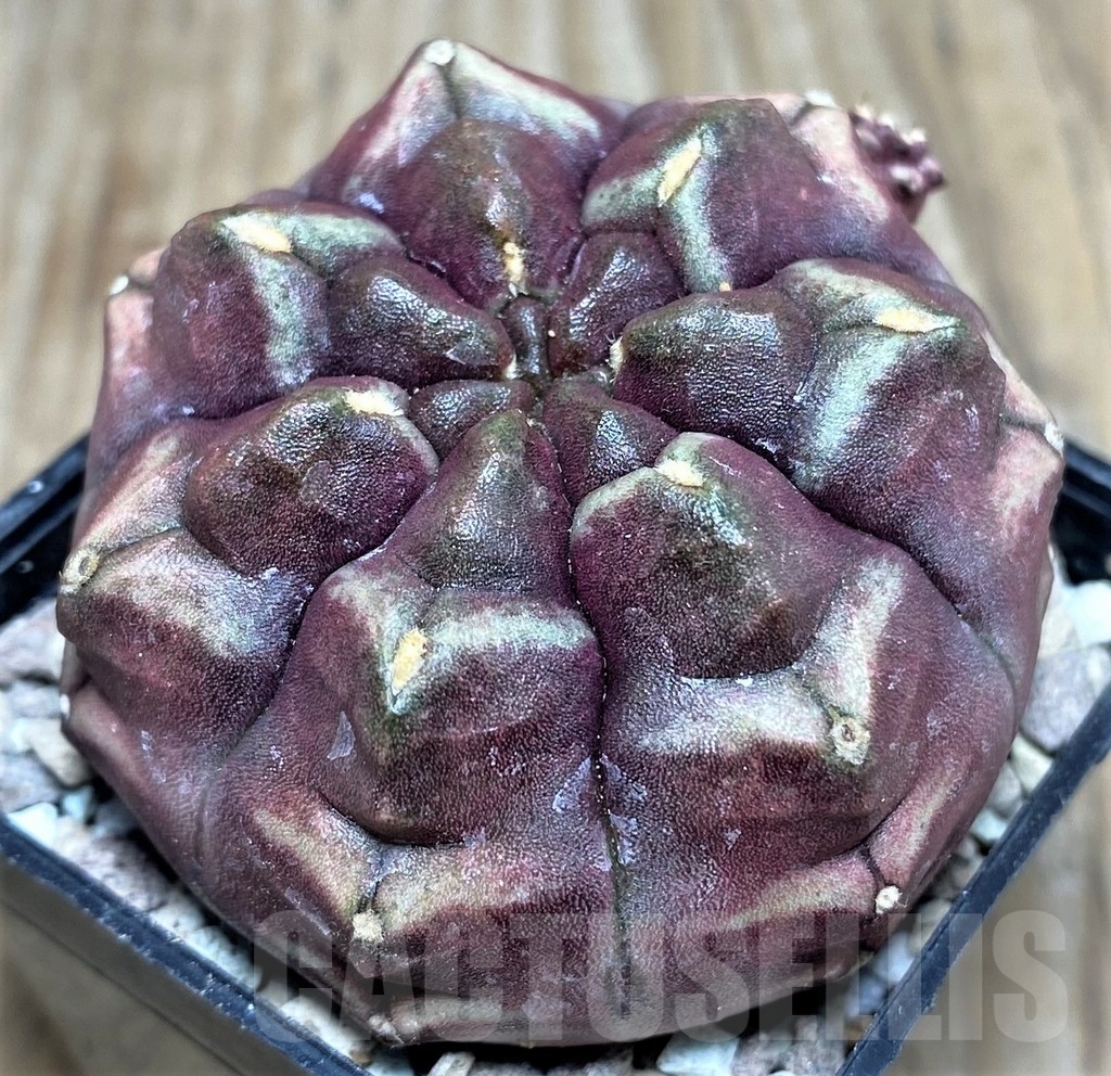 SHPR17670 Gymnocalycium mihanovichii ‘Day dream’ - Image 2