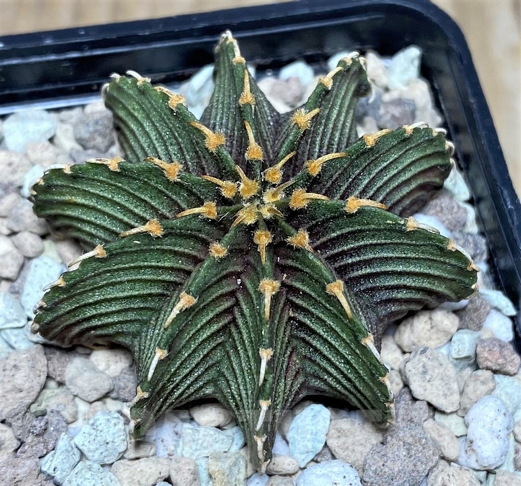 SHPR17671 Gymnocalycium friedrichii LB 2178 Tai. form - immagine 2