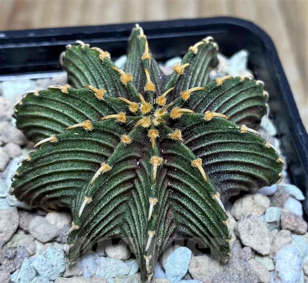SHPR17671 Gymnocalycium friedrichii LB 2178 Tai. form