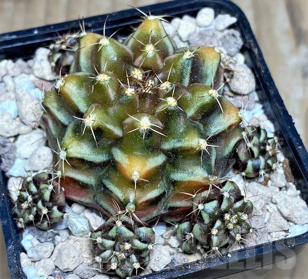SHPR17674 Gymnocalycium mihanovichii ‘Bear beer’ - immagine 2