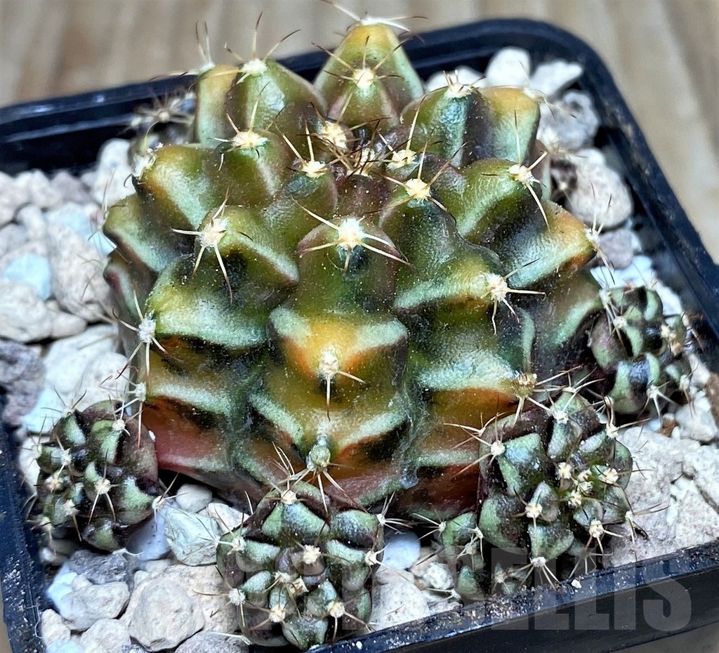 SHPR17674 Gymnocalycium mihanovichii ‘Bear beer’
