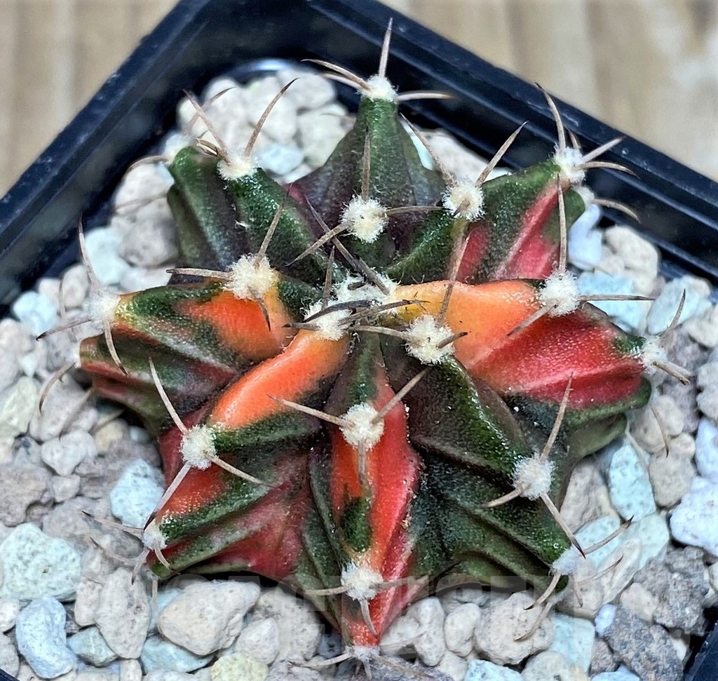 SHPR17675 Gymnocalycium mihanovichii hybrid f. variegata - Image 2