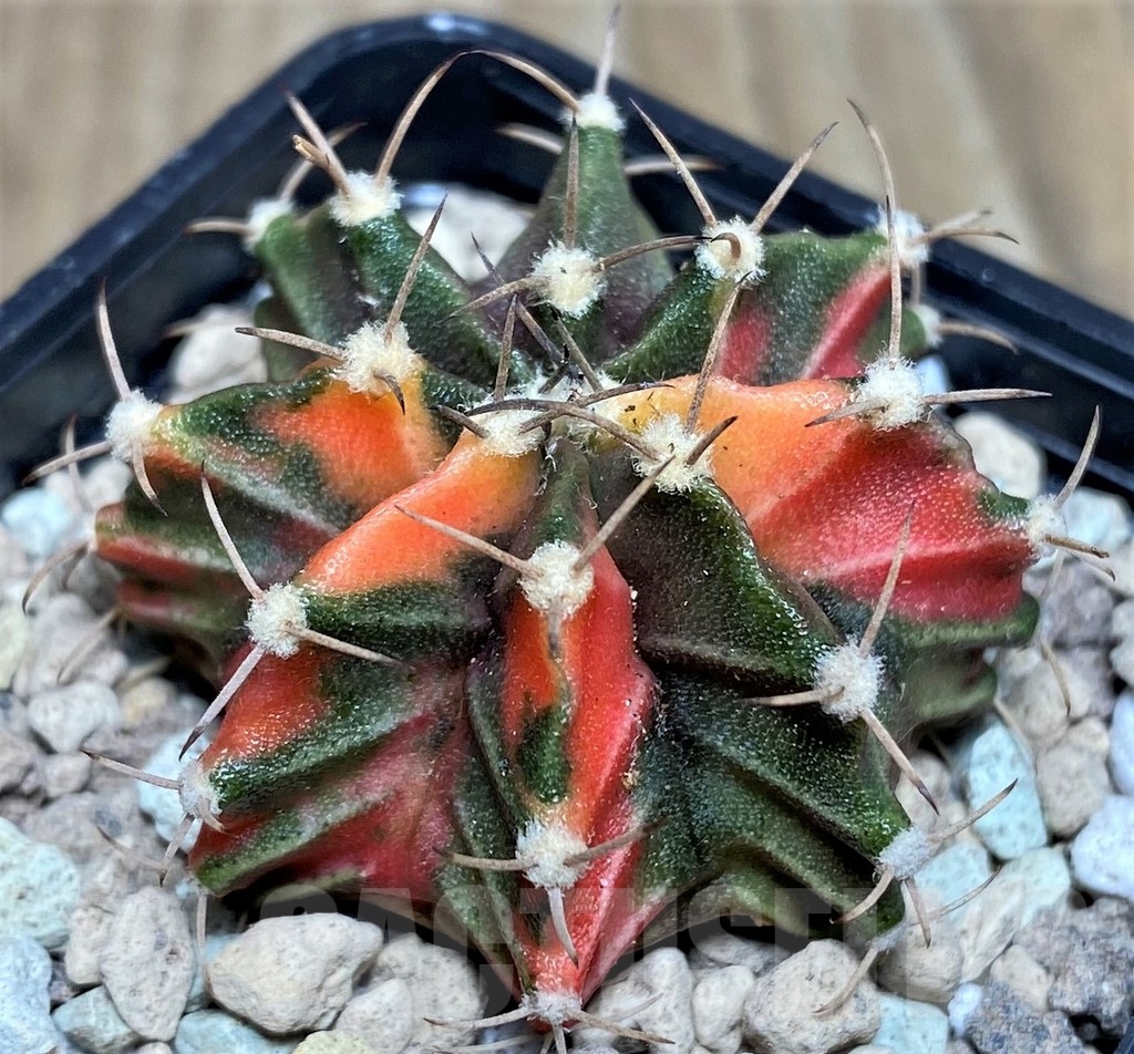 SHPR17675 Gymnocalycium mihanovichii hybrid f. variegata