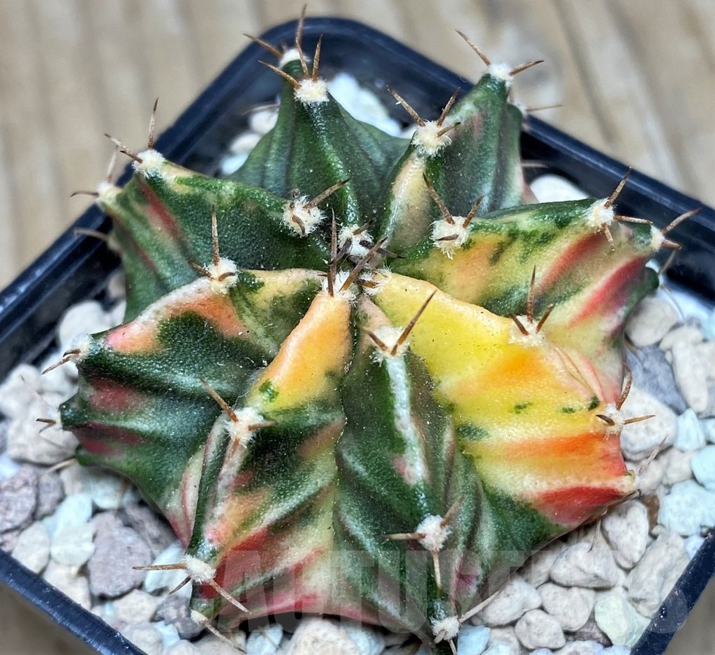 SHPR17676 Gymnocalycium mihanovichii hybrid f. variegata