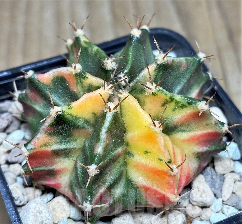 SHPR17676 Gymnocalycium mihanovichii hybrid f. variegata - Image 2