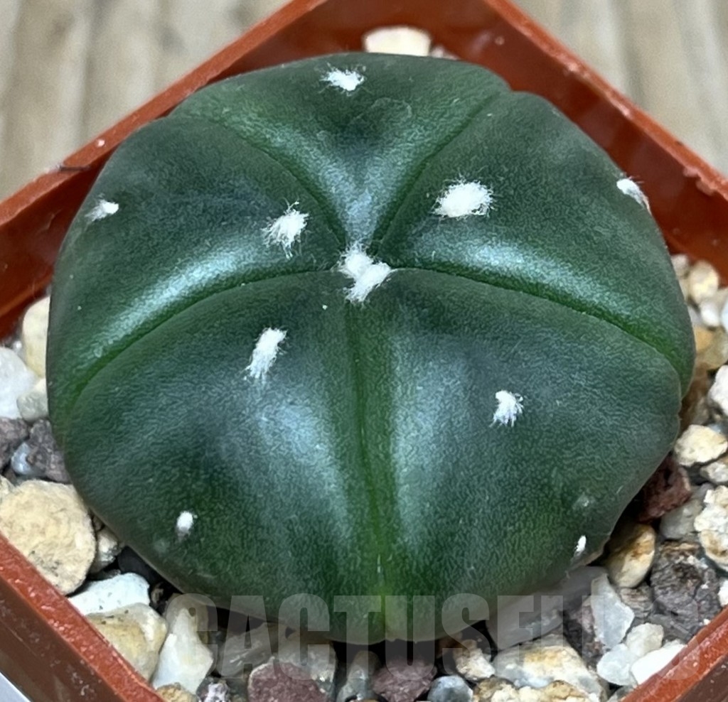 SHPR17940 Astrophytum asterias 5-ribs – Bild 2