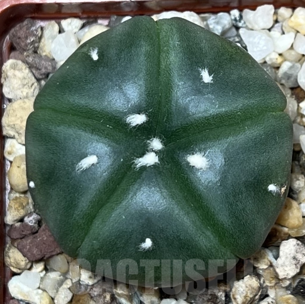 SHPR17940 Astrophytum asterias 5-ribs