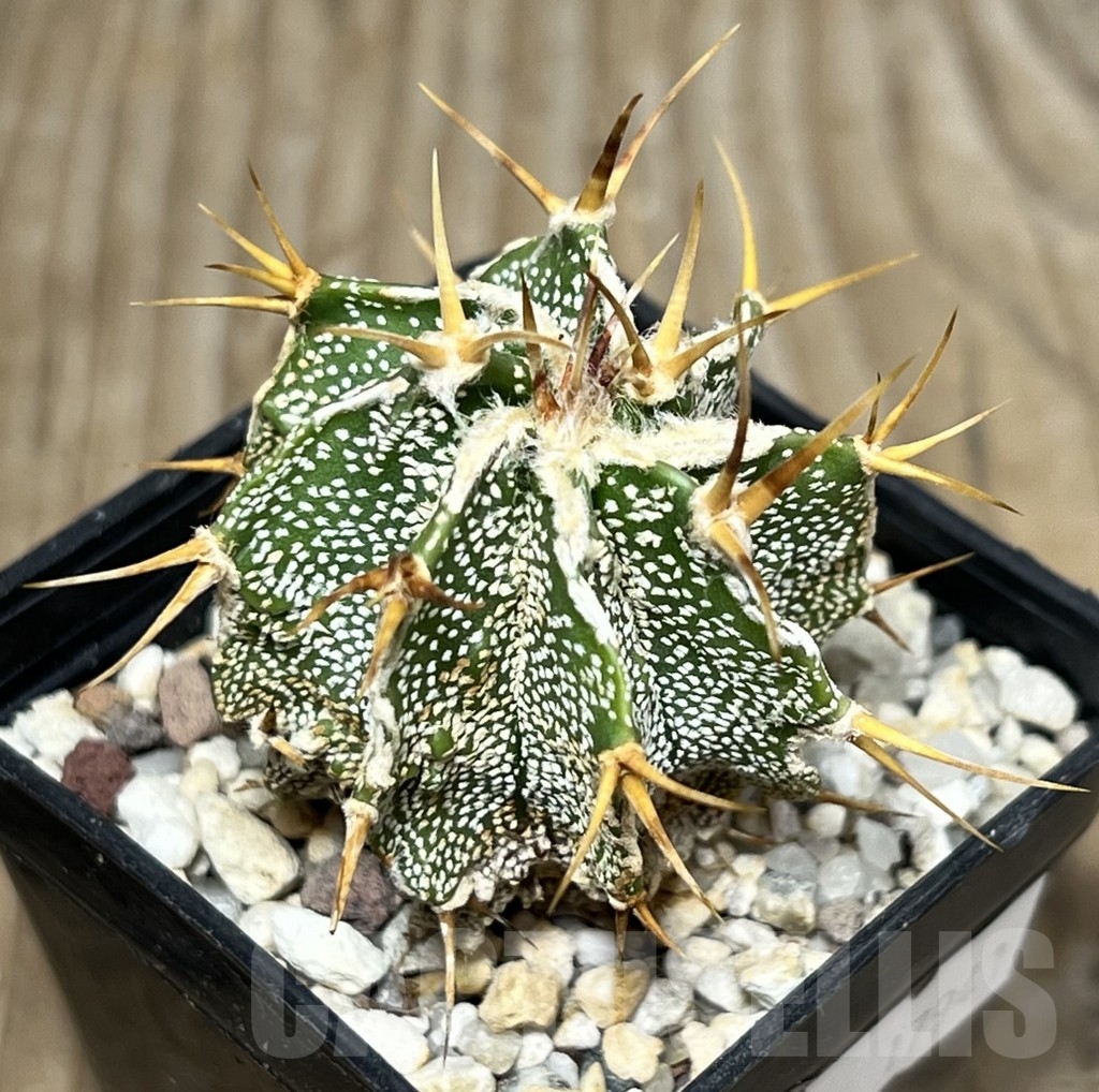 SHPR17941 Astrophytum ornatum 'Dinosaur' hybrid