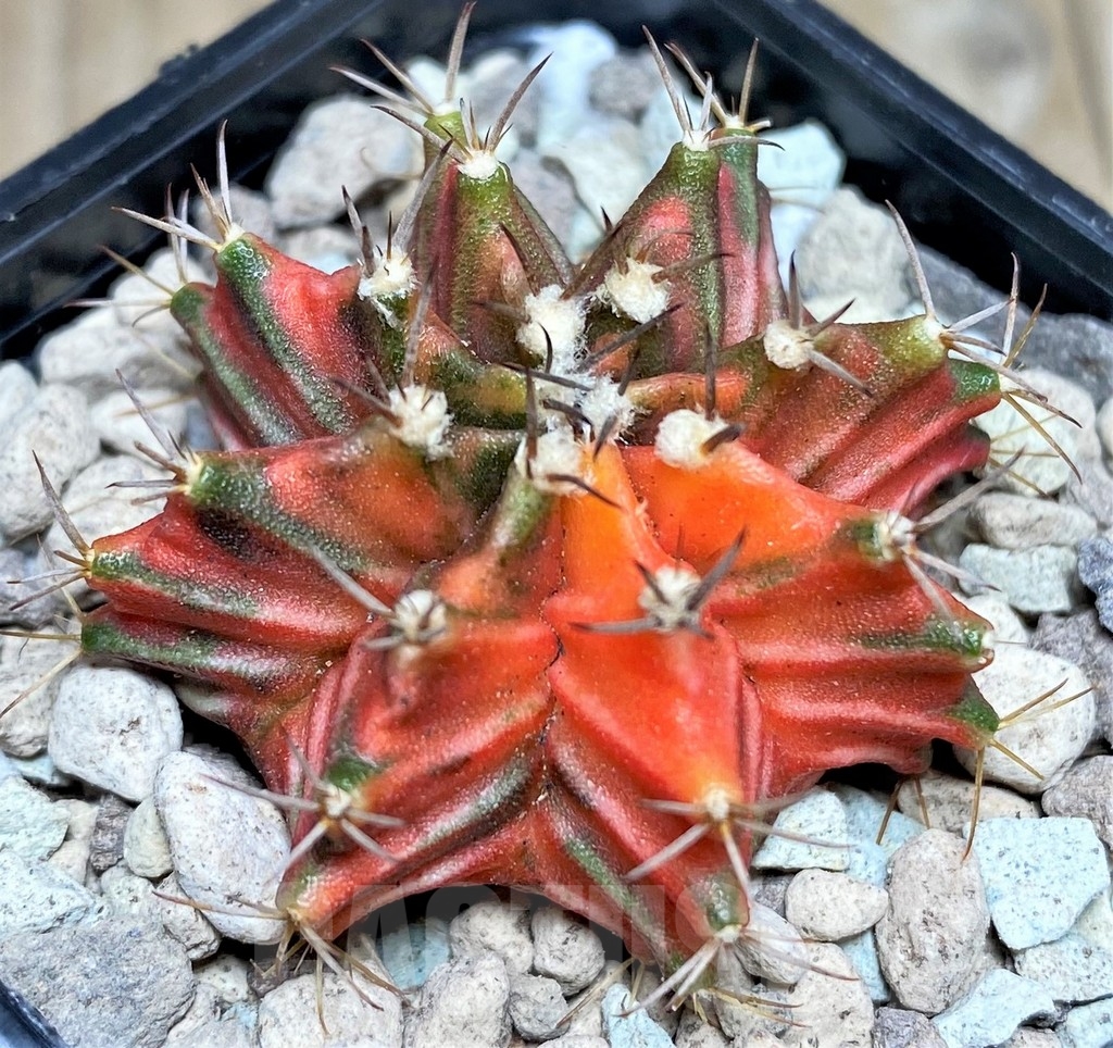 SHPR17681 Gymnocalycium mihanovichii hybrid f. variegata - Imagen 2