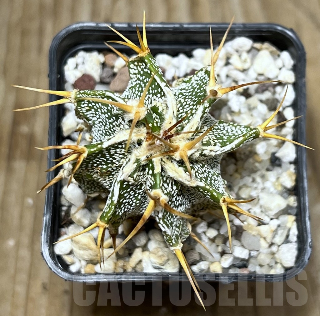 SHPR17941 Astrophytum ornatum 'Dinosaur' hybrid – Bild 2