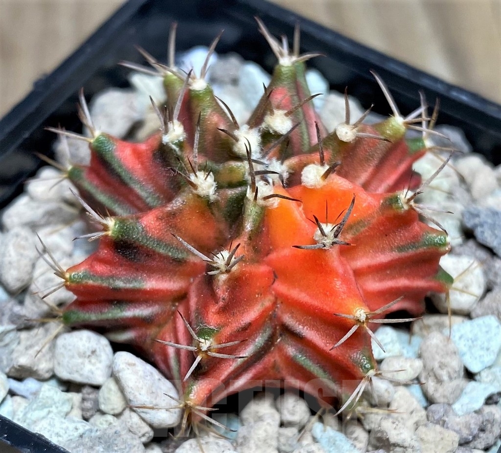 SHPR17681 Gymnocalycium mihanovichii hybrid f. variegata - Imagen 3