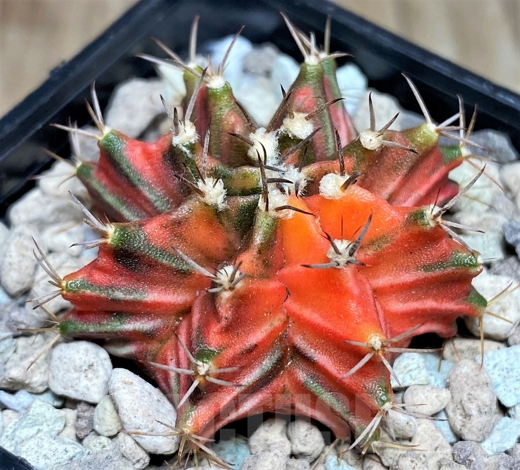 SHPR17681 Gymnocalycium mihanovichii hybrid f. variegata