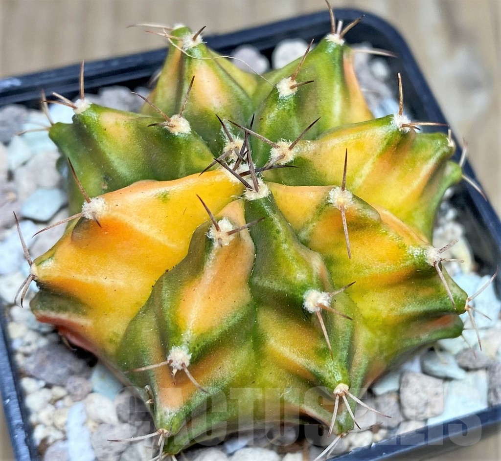 SHPR17682 Gymnocalycium mihanovichii hybrid f. variegata - Imagen 2