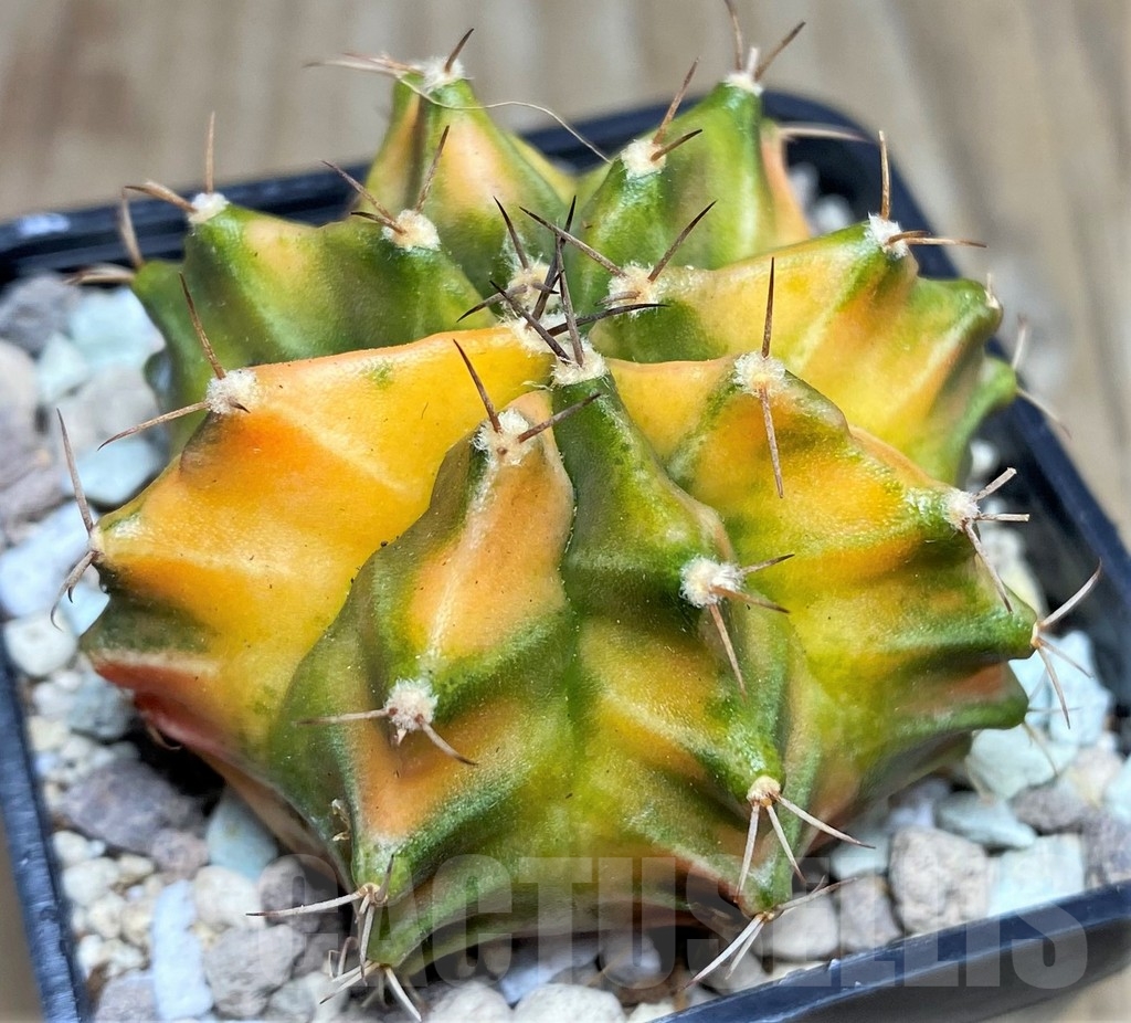 SHPR17682 Gymnocalycium mihanovichii hybrid f. variegata
