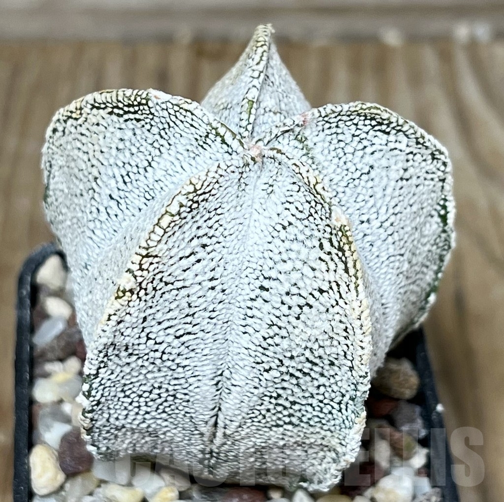 SHPR17942 Astrophytum coahuilense hybrid