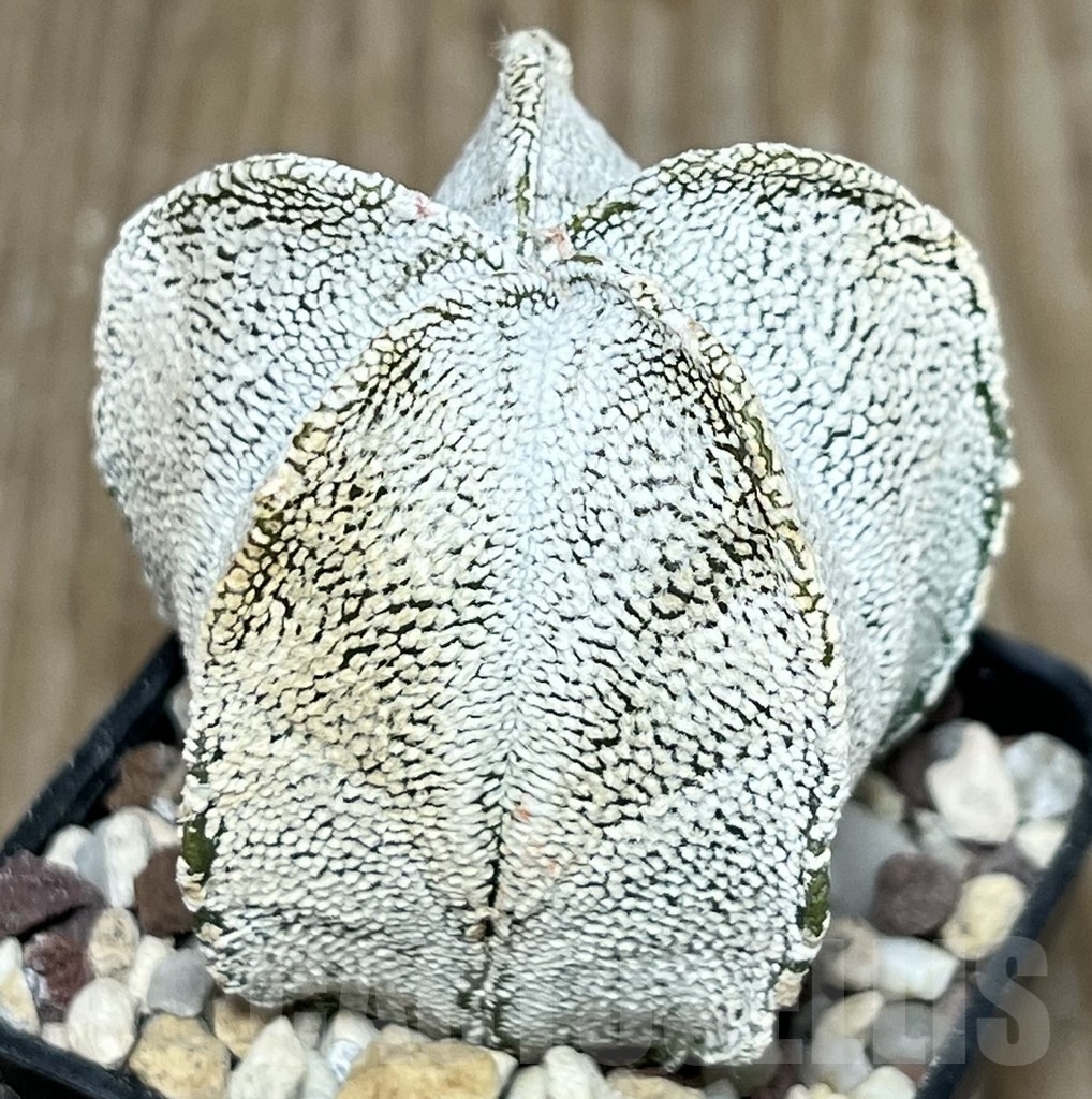 SHPR17942 Astrophytum coahuilense hybrid – Image 2