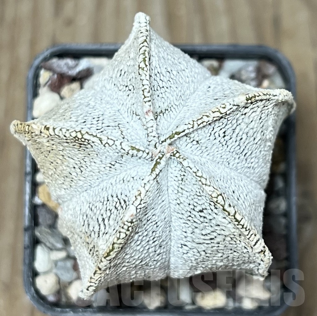 SHPR17942 Astrophytum coahuilense hybrid – Image 3