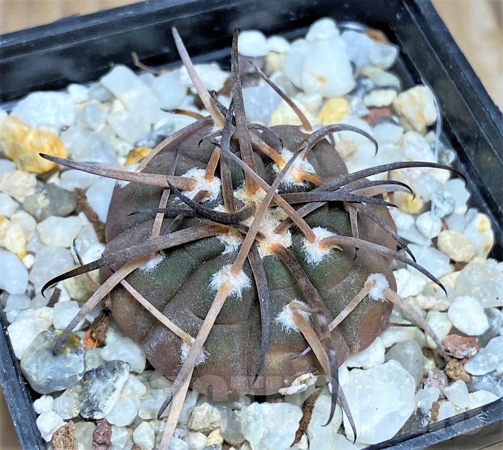 SHPR17738 Gymnocalycium spegazzinii OJF 248 - immagine 2