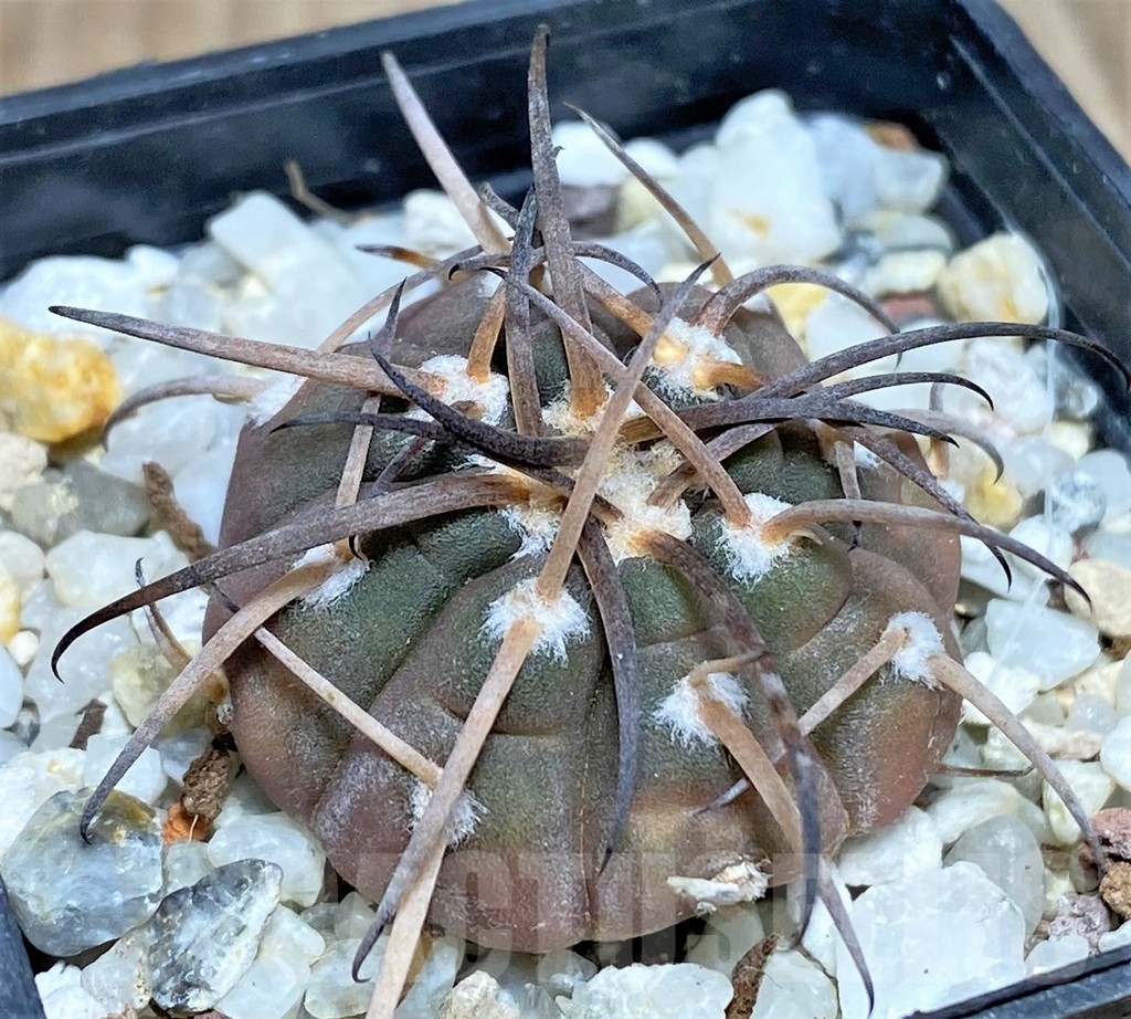 SHPR17738 Gymnocalycium spegazzinii OJF 248
