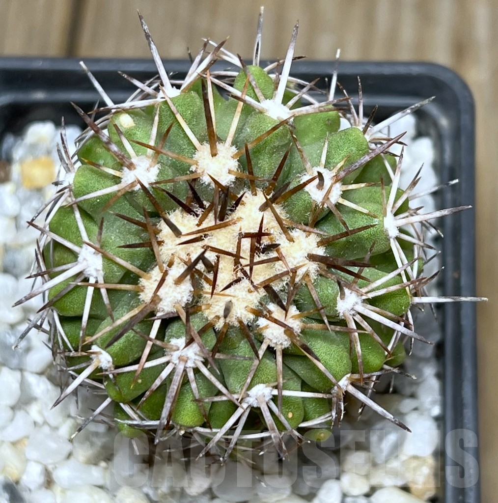 SHPR17991 Copiapoa cinerascens LL441 - Image 4