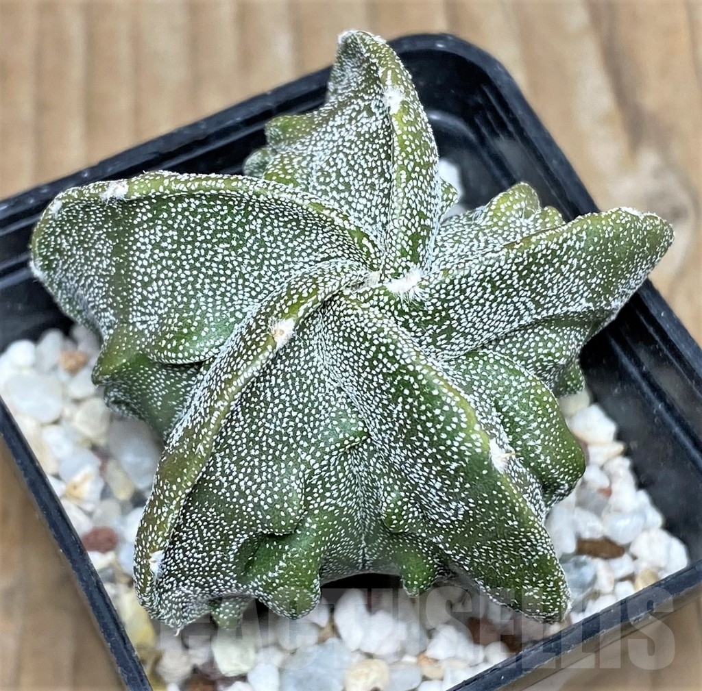 SHPR17739 Astrophytum myriostigma ‘Fukuryu’ - Image 2