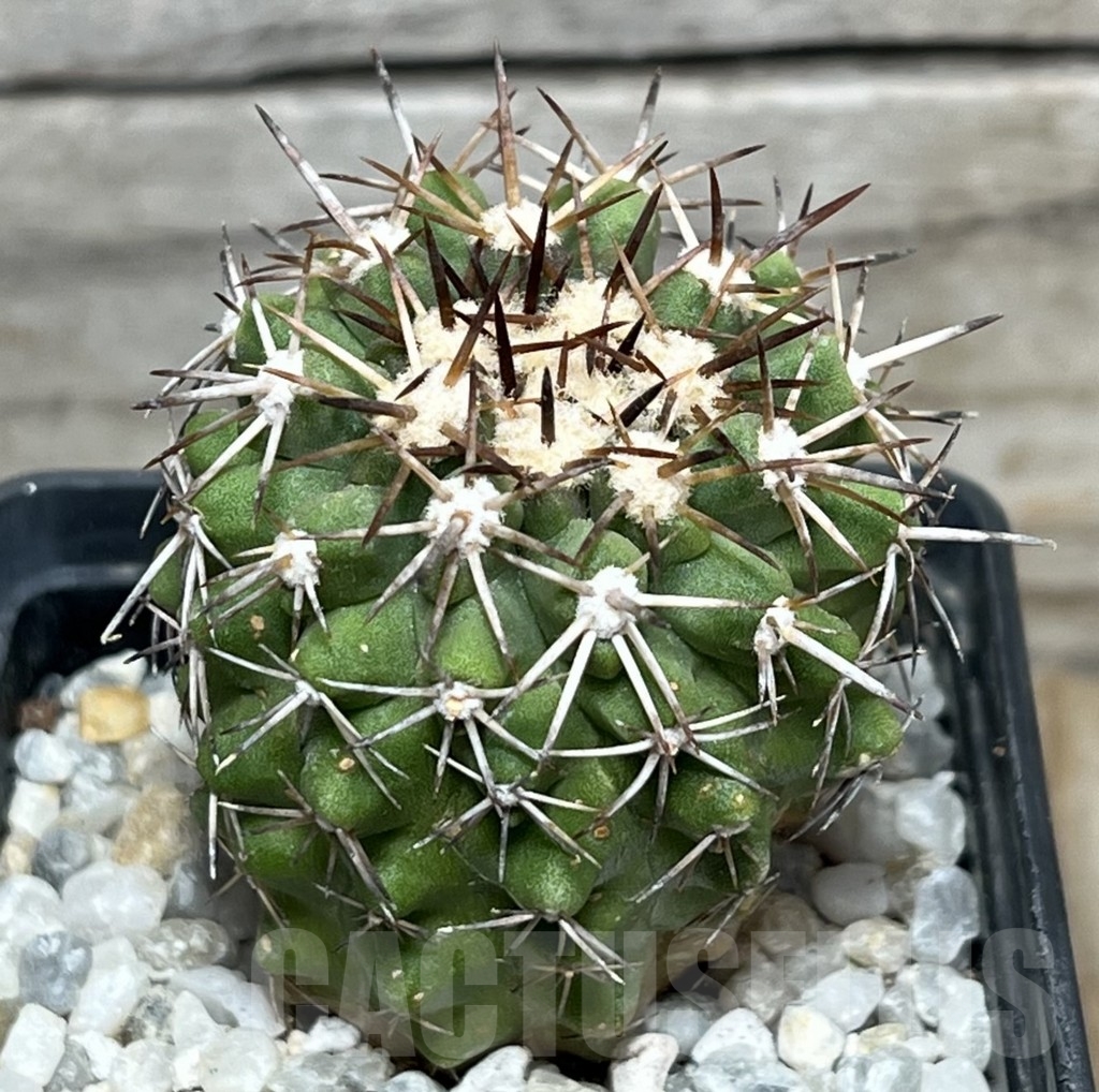 SHPR17991 Copiapoa cinerascens LL441