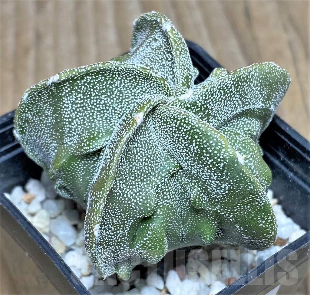 SHPR17739 Astrophytum myriostigma ‘Fukuryu’