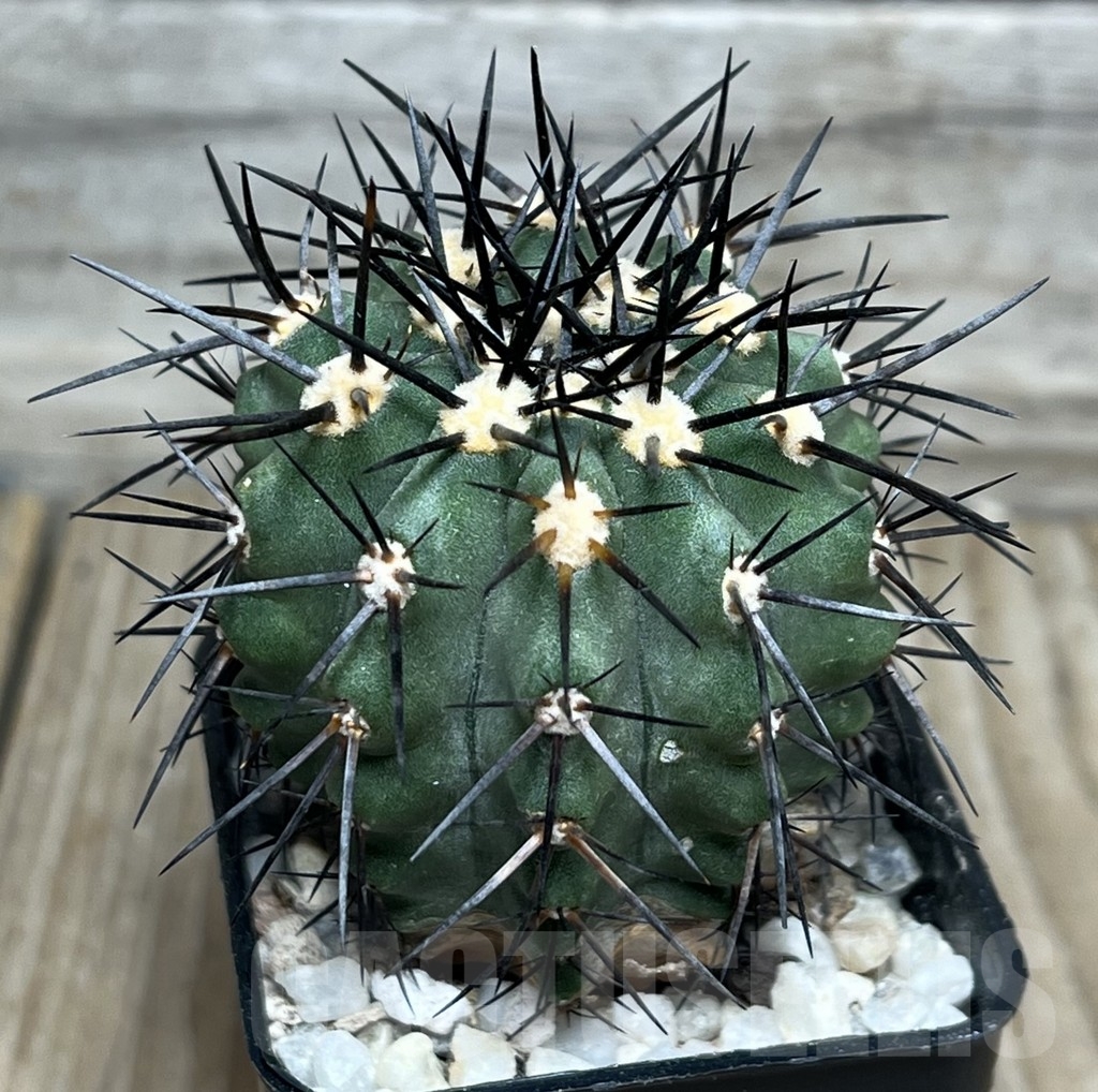 SHPR17992 Copiapoa marginata LL371