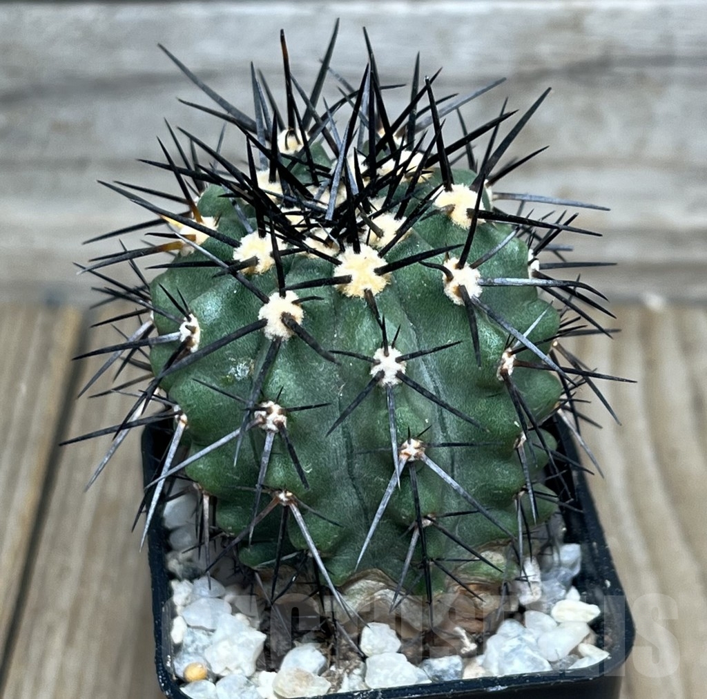 SHPR17992 Copiapoa marginata LL371 - Image 2