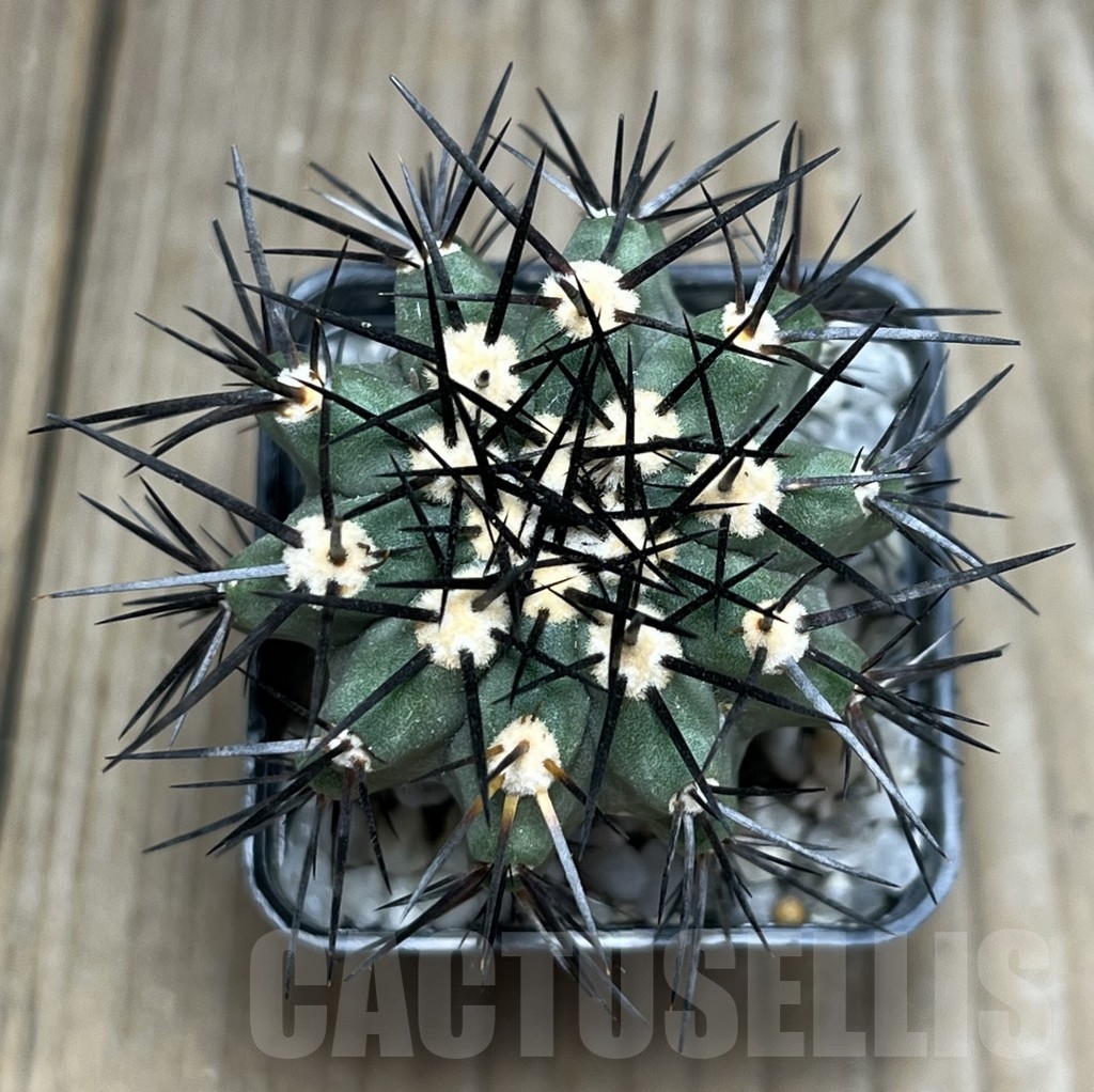 SHPR17992 Copiapoa marginata LL371 - Image 3