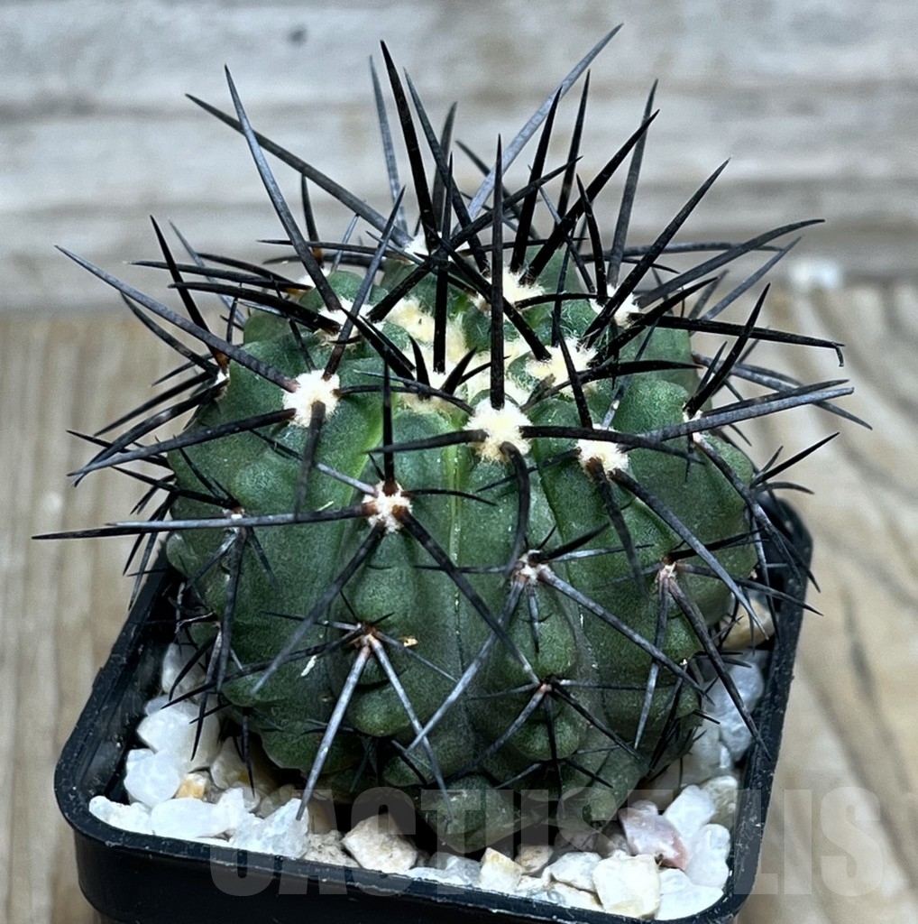 SHPR17993 Copiapoa marginata LL371