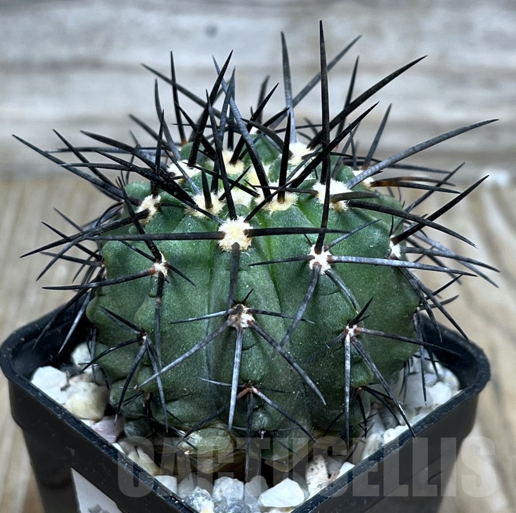 SHPR17993 Copiapoa marginata LL371 - Image 2