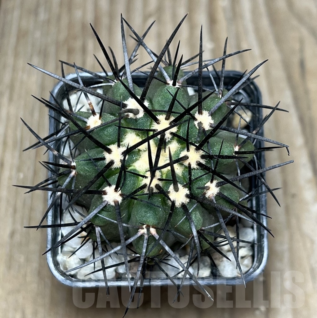 SHPR17993 Copiapoa marginata LL371 - Image 3
