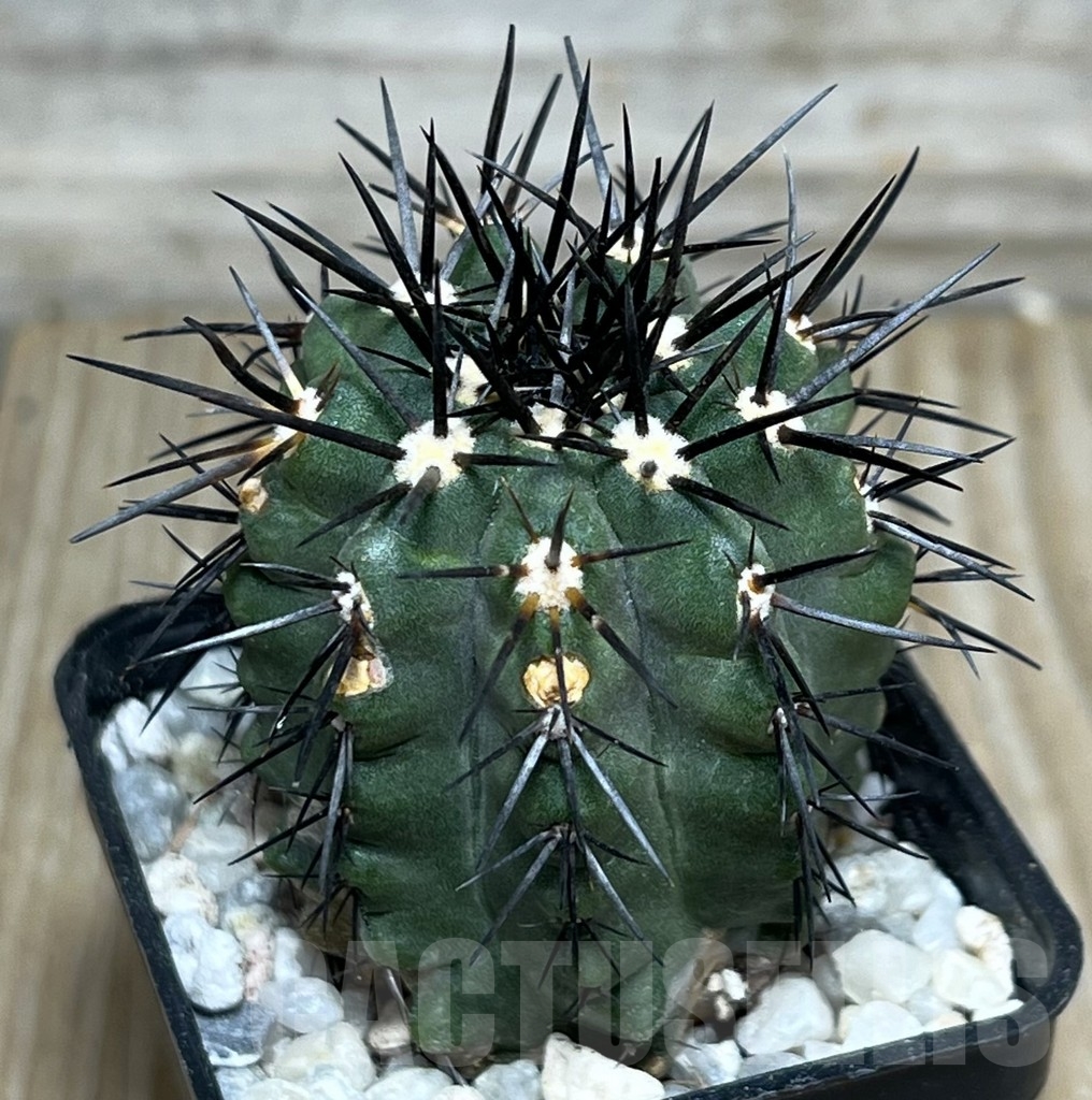 SHPR17994 Copiapoa marginata LL371