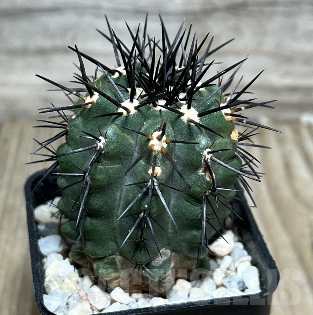 SHPR17994 Copiapoa marginata LL371 – Bild 2