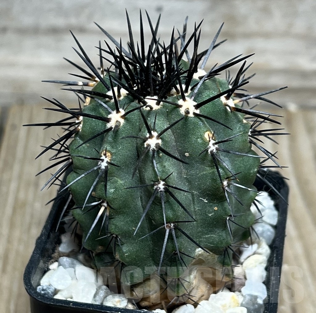 SHPR17994 Copiapoa marginata LL371 – Bild 3
