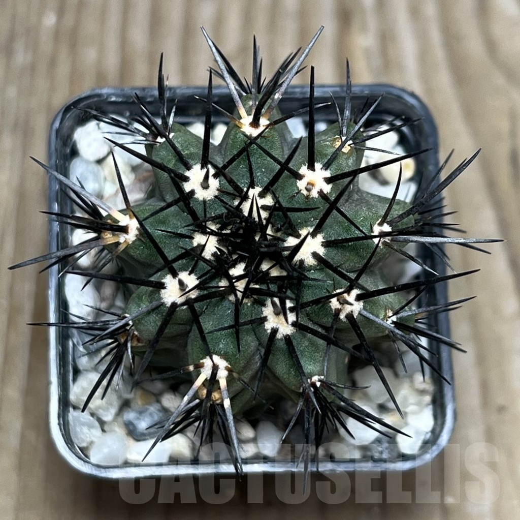 SHPR17994 Copiapoa marginata LL371 – Bild 4