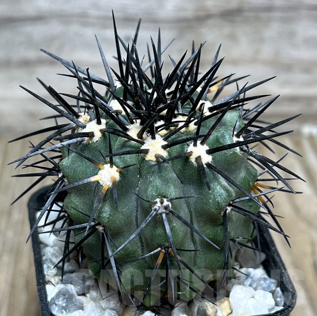 SHPR17995 Copiapoa marginata LL371