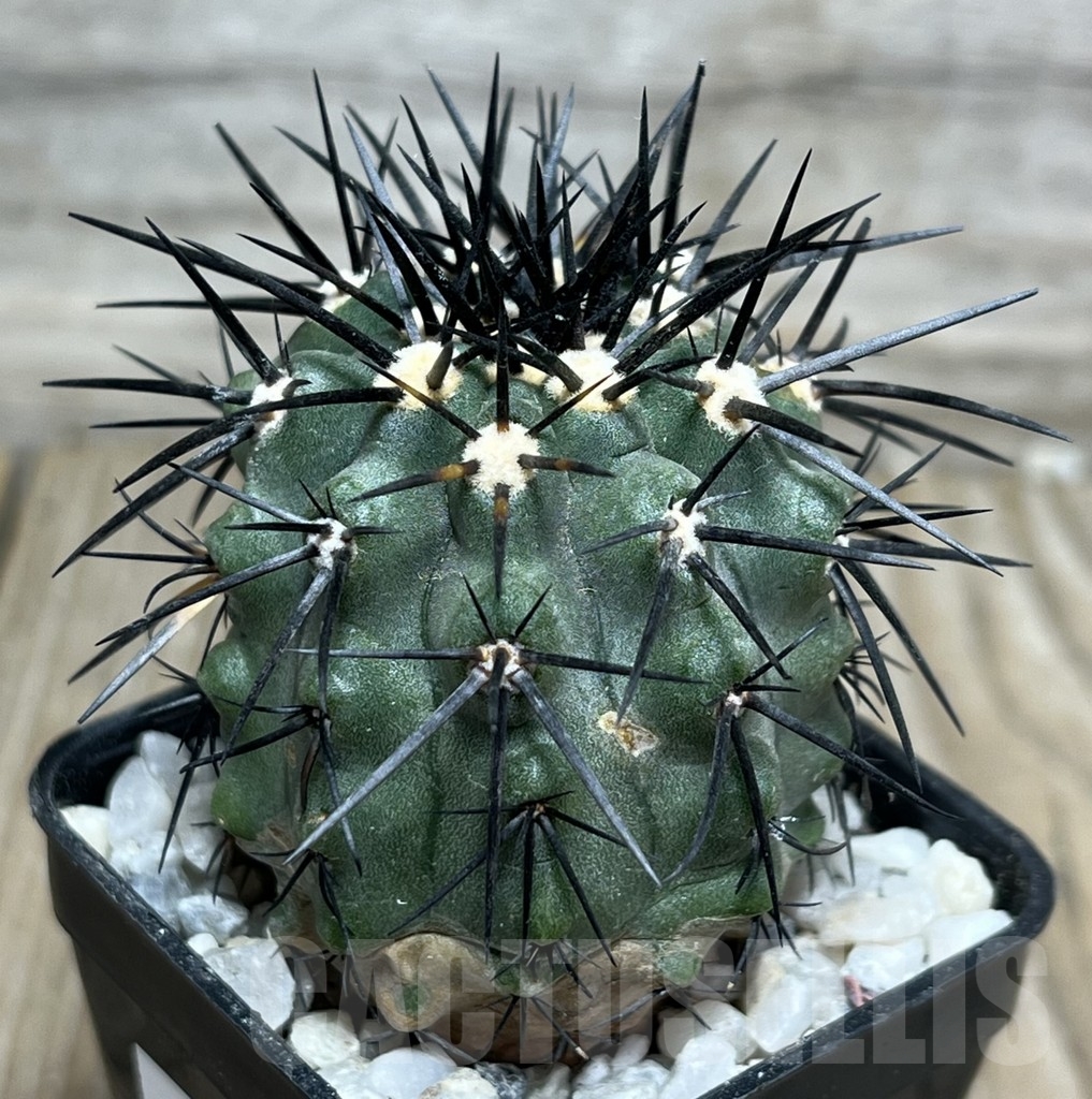 SHPR17995 Copiapoa marginata LL371 – Image 2