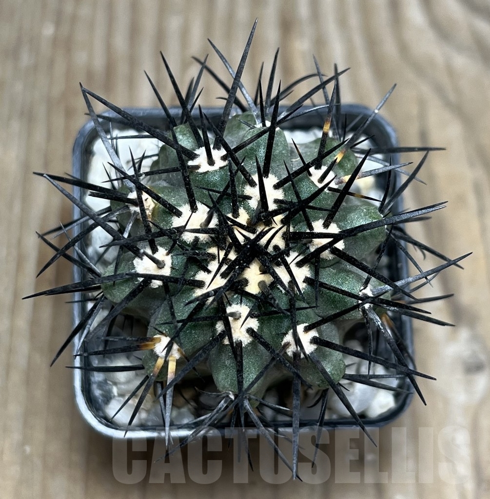 SHPR17995 Copiapoa marginata LL371 – Image 3