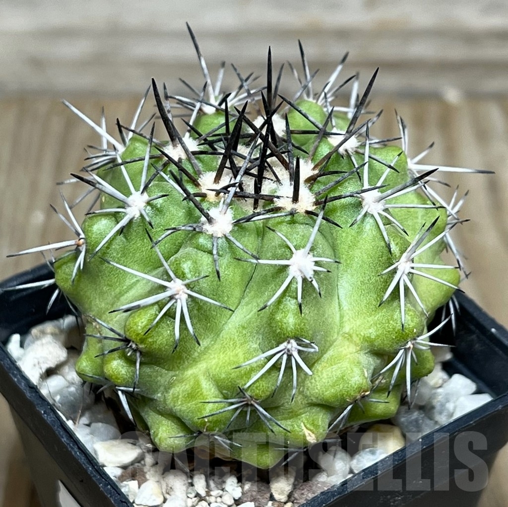 SHPR17996 Copiapoa intermedia LL364